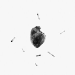 Recomendaciones: The Rapants, Augustine, Alma Mater y Missionären från Mars