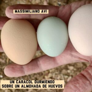 “Un Caracol Durmiendo sobre una Almohada de Huevos” de Massimiliano Avi: Fusión de Poesía y Sonidos Inmersivos