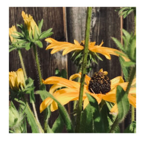 Nuevas Joyas Musicales Indie y Rock Alternativo desde Estados Unidos