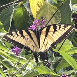 “Butterfly” de Starchild, el álbum queer punk que rompe esquemas desde Virginia