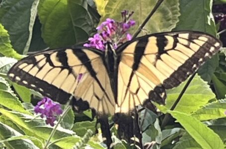“Butterfly” de Starchild, el álbum queer punk que rompe esquemas desde Virginia