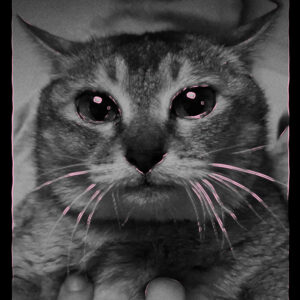 Ciclos, melancolías y raíces: cuatro maneras de habitar la música