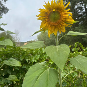 Michellar conmueve con la nostalgia folk de “September”