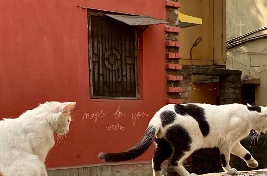  Un viaje íntimo y conmovedor en el single “Maps To You” de ALOTHE