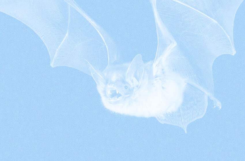  Los Batz elevan el post-hardcore en un álbum visceral