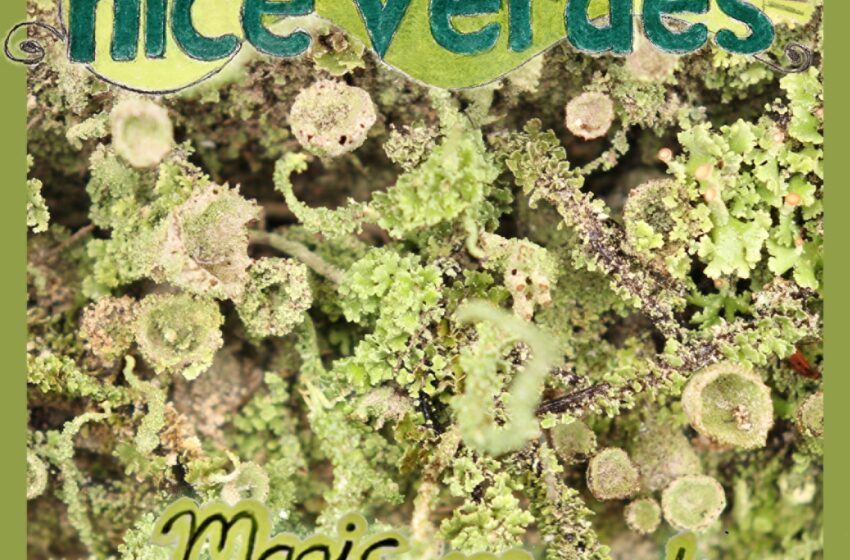  Nice Verdes celebra el folk global en “Magic in Minutiae”