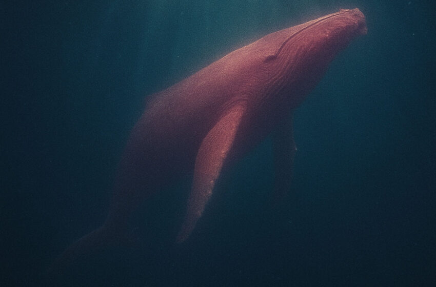  MatAre se sumerge en la calma oscura de “Into the Sea”