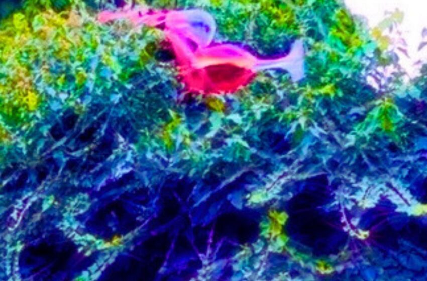  Wired Euphoria presenta “Glass of Wine”, rock íntimo y crudo