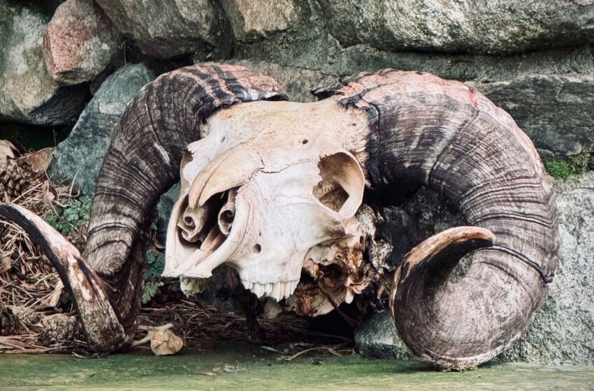  Estrada Music Project estrena el íntimo “Verso Melódico”