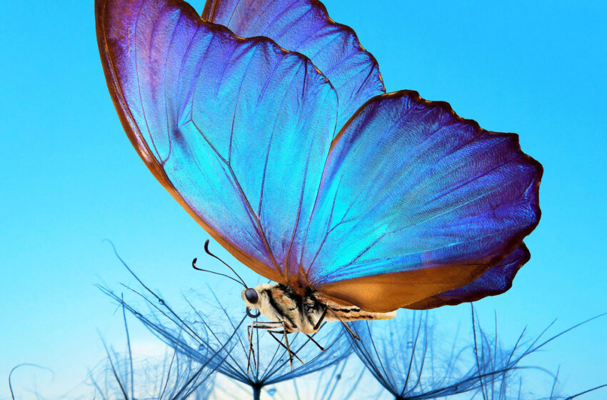  Nuevo single de Lana Crow explora libertad y pista de baile