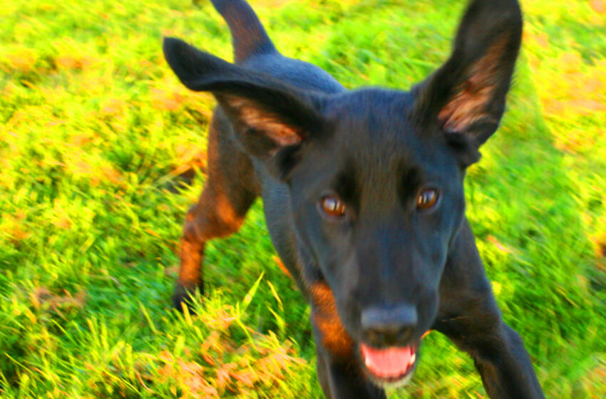  “Pet Song” de Shortout Kid y su caos sonoro híbrido