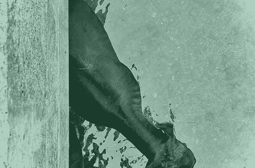  Sour Bridges mezcla country alternativo y tensión cinematográfica
