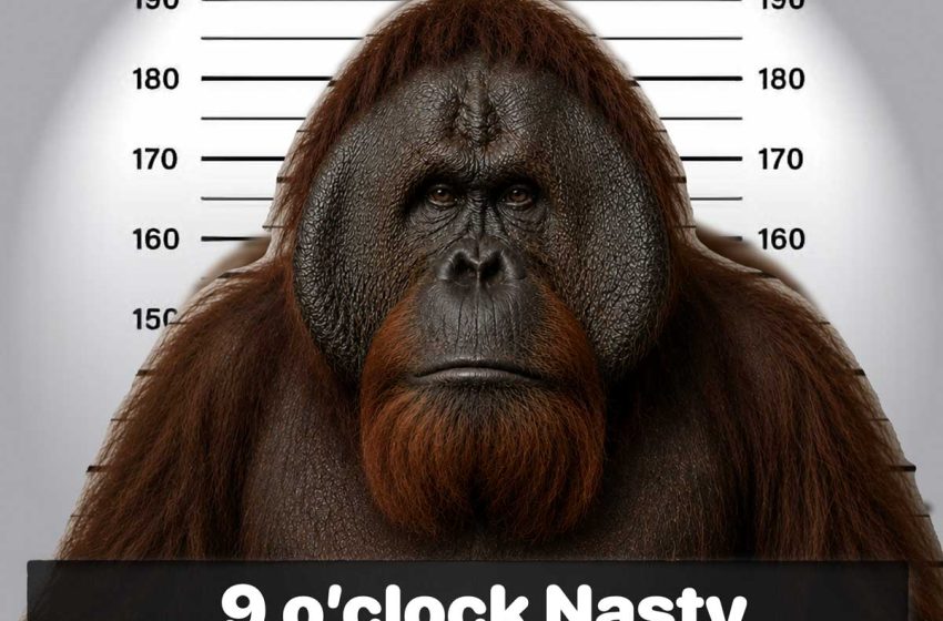  9 o’clock Nasty presenta “5 foot 2”, entre sátira y energía punk